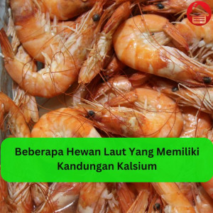 Beberapa Hewan Laut Yang Memiliki Kandungan Kalsium