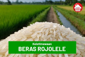 Beras Rojolele: Keistimewaan, Asal Usul, dan Definisinya