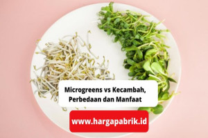 Microgreens vs Kecambah, Perbedaan dan Manfaat