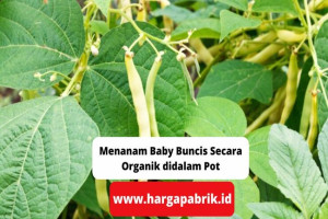 Menanam Baby Buncis Secara Organik didalam Pot