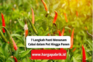 7 Langkah Pasti Menanam Cabai dalam Pot Hingga Panen