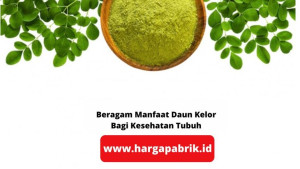 BERAGAM MANFAAT DAUN KELOR BAGI KESEHATAN TUBUH