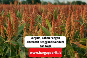 Sorgum, Bahan Pangan Alternatif Pengganti Gandum dan Nasi