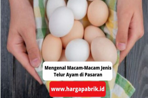 Mengenal Macam-Macam Jenis Telur Ayam di Pasaran