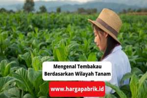 Mengenal Tembakau Berdasarkan Wilayah Tanam