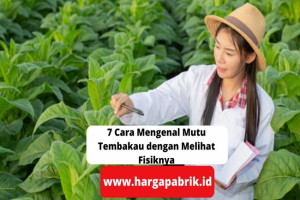 7 Cara Mengenal Mutu Tembakau dengan Melihat Fisiknya