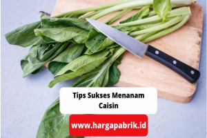 Tips Sukses Menanam Caisin