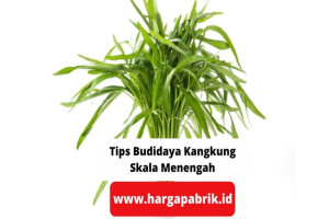 Tips Budidaya Kangkung Skala Menengah