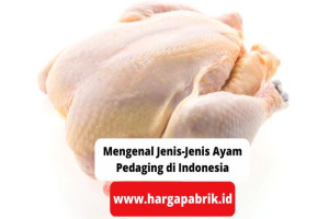 Mengenal Jenis-Jenis Ayam Pedaging di Indonesia