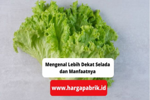 Mengenal Lebih Dekat Selada dan Manfaatnya