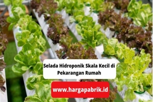 Selada Hidroponik Skala Kecil di Pekarangan Rumah