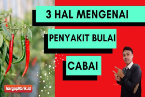 3 Hal Mengenai Penyakit Bulai pada Cabai