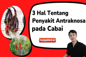 3 Hal yang Perlu Kamu Ketahui Tentang Penyakit Antraknosa