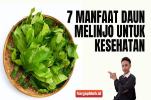 7 Manfaat Daun Melinjo untuk Kesehatan