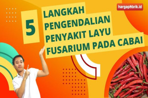 5 Langkah Pengendalian Penyakit Layu Fusarium pada Cabai