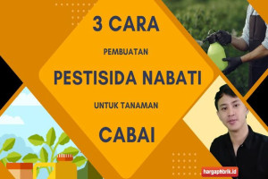 3 Cara Pembuatan Pestisida Nabati untuk Tanaman Cabai