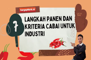 7 Langkah Panen dan Kriteria Cabai untuk Industri