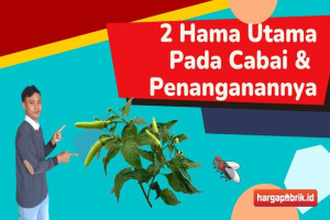 Ketahui 2 Hama Utama Pada Cabai dan Penanganannya