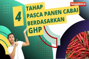 4 Tahapan Penanganan Pasca Panen Cabai Berdasarkan GHP