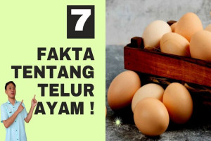 7 Fakta Tentang Telur Ayam !