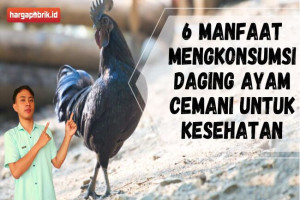 6 Manfaat mengkonsumsi daging Ayam Cemani untuk kesehatan