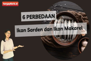 6 Perbedaan Ikan Sarden dan Ikan Makarel