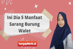 Ini Dia 5 Manfaat Sarang Burung Walet