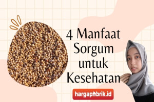 Ini Dia 4 Manfaat Sorgum untuk Kesehatan