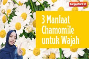 3 Manfaat Chamomile untuk Wajah