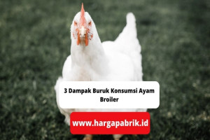 3 Dampak Buruk Konsumsi Ayam Broiler