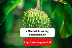 4 Manfaat Sirsak bagi Kesehatan Kulit