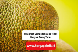 4 Manfaat Cempedak yang Tidak Banyak Orang Tahu