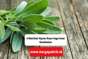 4 Manfaat Nyata Daun Sage buat Kesehatan