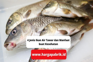 4 Jenis Ikan Air Tawar dan Manfaat buat Kesehatan