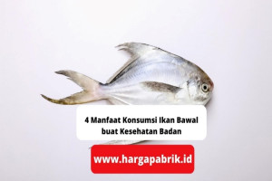 4 Manfaat Konsumsi Ikan Bawal buat Kesehatan Badan