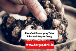 4 Manfaat Kencur yang Tidak Diketahui Banyak Orang