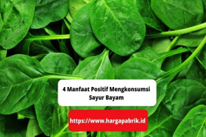 4 Manfaat Positif Mengkonsumsi Sayur Bayam