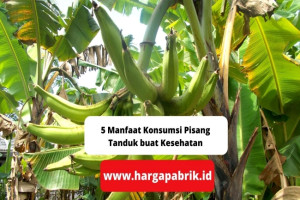 5 Manfaat Konsumsi Pisang Tanduk buat Kesehatan