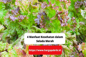 4 Manfaat Kesehatan dalam Selada Merah