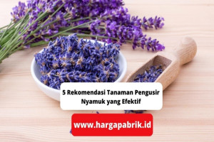 5 Rekomendasi Tanaman Pengusir Nyamuk yang Efektif