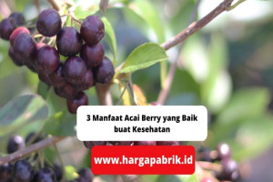 3 Manfaat Acai Berry yang Baik buat Kesehatan