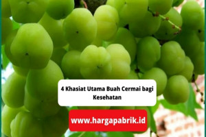 4 Khasiat Utama Buah Cermai bagi Kesehatan