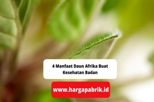 4 Manfaat Daun Afrika Buat Kesehatan Badan