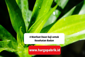 4 Manfaat Daun Suji untuk Kesehatan Badan