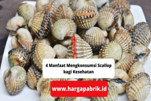 4 Manfaat Mengkonsumsi Scallop bagi Kesehatan