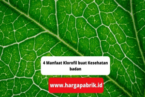 4 Manfaat Klorofil buat Kesehatan badan