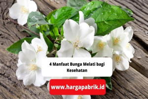 4 Manfaat Bunga Melati bagi Kesehatan