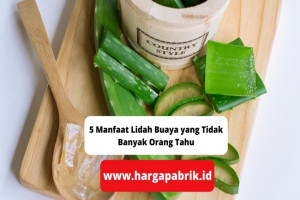 5 Manfaat Lidah Buaya yang Tidak Banyak Orang Tahu