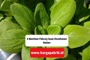 4 Manfaat Pakcoy buat Kesehatan Badan