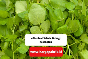 4 Manfaat Selada Air bagi Kesehatan